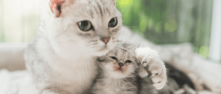 accouplement du chat